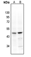 1 - Anti-Factor VII Antibody AP61229