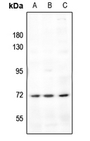 1 - Anti-Frizzled 1 Antibody AP61230