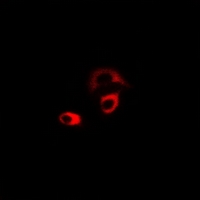 3 - Anti-CHRM2 Antibody AP61231