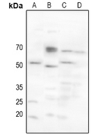 1 - Anti-CHRM2 Antibody AP61231