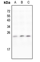 1 - Anti-IL-11 Antibody AP61233