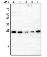 1 - Anti-IL-20 Antibody AP61234