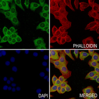 3 - Anti-CXCL3 Antibody AP61235