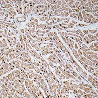 19 - Anti-CXCL3 Antibody AP61235