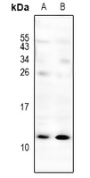 1 - Anti-CXCL3 Antibody AP61235