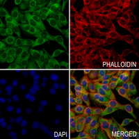 3 - Anti-Leptin Antibody AP61236