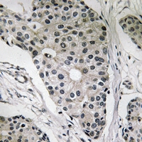 19 - Anti-Leptin Antibody AP61236