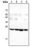 1 - Anti-Leptin Antibody AP61236