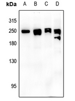 1 - Anti-NEFH Antibody AP61237
