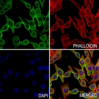 3 - Anti-Occludin Antibody AP61238