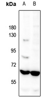 1 - Anti-Occludin Antibody AP61238