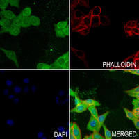 3 - Anti-Scribble Antibody AP61240