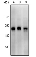 1 - Anti-Scribble Antibody AP61240
