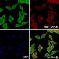 3 - Anti-RAMP3 Antibody AP61241