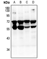 1 - Anti-CD132 Antibody AP61242