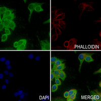3 - Anti-CD11b Antibody AP61243