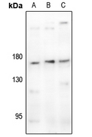 1 - Anti-CD11b Antibody AP61243