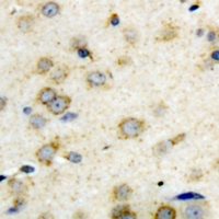 19 - Anti-CD108 Antibody AP61244