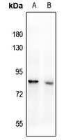 1 - Anti-CD108 Antibody AP61244