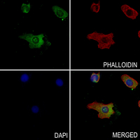 3 - Anti-CD109 Antibody AP61245