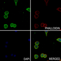 3 - Anti-CD166 Antibody AP61246