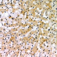 19 - Anti-CD166 Antibody AP61246