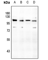 1 - Anti-CD166 Antibody AP61246