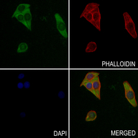 3 - Anti-Synaptotagmin (Phospho-S309/306) Antibody AP61247