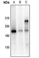 1 - Anti-GRLF1 (Phospho-Y1105) Antibody AP61248