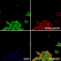 3 - Anti-c-RAF (Phospho-Y341) Antibody AP61249