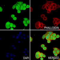 3 - Anti-p23 (Phospho-S113) Antibody AP61250