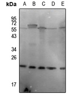 1 - Anti-p23 (Phospho-S113) Antibody AP61250