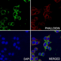 3 - Anti-CD115 (Phospho-Y723) Antibody AP61252