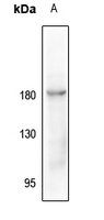 1 - Anti-CD115 (Phospho-Y723) Antibody AP61252