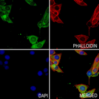 3 - Anti-JAK3 (Phospho-Y785) Antibody AP61253