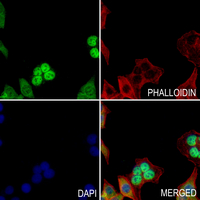 3 - Anti-NF-kappaB p100 (Phospho-S869) Antibody AP61255