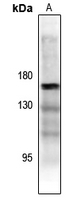 1 - Anti-ASK1 (Phospho-T838) Antibody AP61258