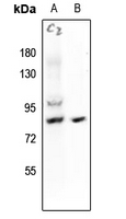 1 - Anti-HSF1 (Phospho-S121) Antibody AP61260