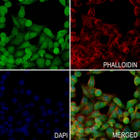 3 - Anti-p53 (Phospho-T387) Antibody AP61261
