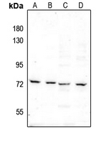 1 - Anti-c-RAF (Phospho-S289) Antibody AP61263