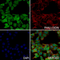 3 - Anti-Caveolin 2 (Phospho-Y27) Antibody AP61266