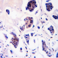 19 - Anti-Caveolin 2 (Phospho-Y27) Antibody AP61266