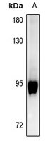 1 - Anti-GAB2 (Phospho-Y643) Antibody AP61269