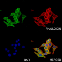 3 - Anti-Kv2.1 (Phospho-S805) Antibody AP61270