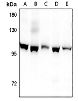 1 - Anti-Kv2.1 (Phospho-S805) Antibody AP61270