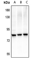 1 - Anti-RRN3 (Phospho-S649) Antibody AP61275
