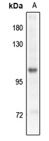 1 - Anti-GABBR2 (Phospho-S893) Antibody AP61281