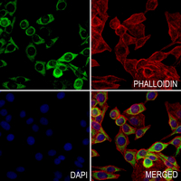 3 - Anti-CD29 (Phospho-Y795) Antibody AP61282