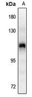 1 - Anti-CD29 (Phospho-Y795) Antibody AP61282