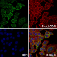 3 - Anti-VAV3 (Phospho-Y173) Antibody AP61284